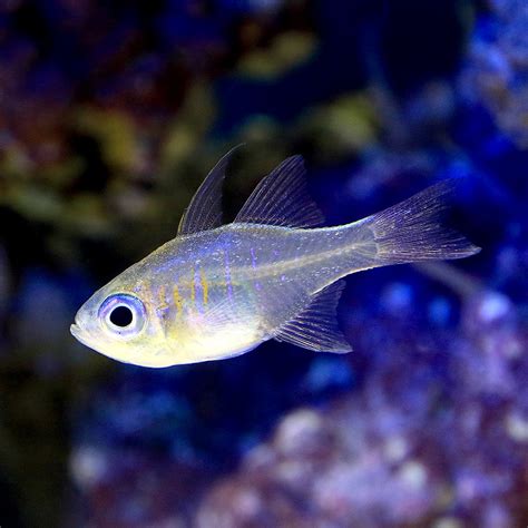 銀色的魚|【地味激美】銀色の魚ランキングBEST5！ – 水槽メ。